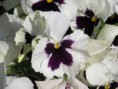 /album/un-mondo-di-viole/aprile-100-jpg/
